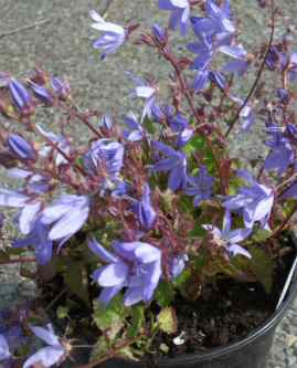 Campanula poscharskyana blue flowerd hanging trailing bell flower herbaceous perenial